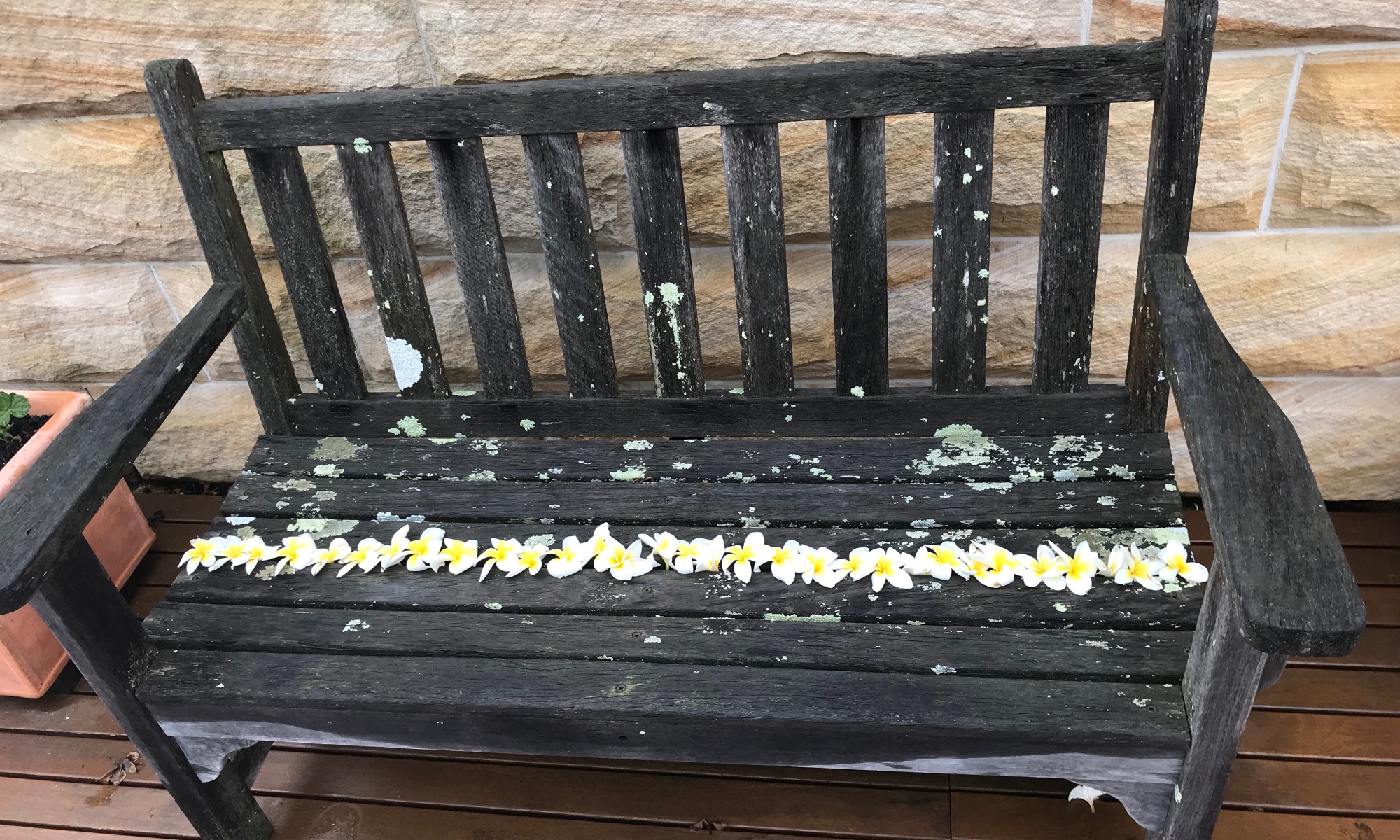 Weathered wooden bench with frangipani flowers laid across the centre